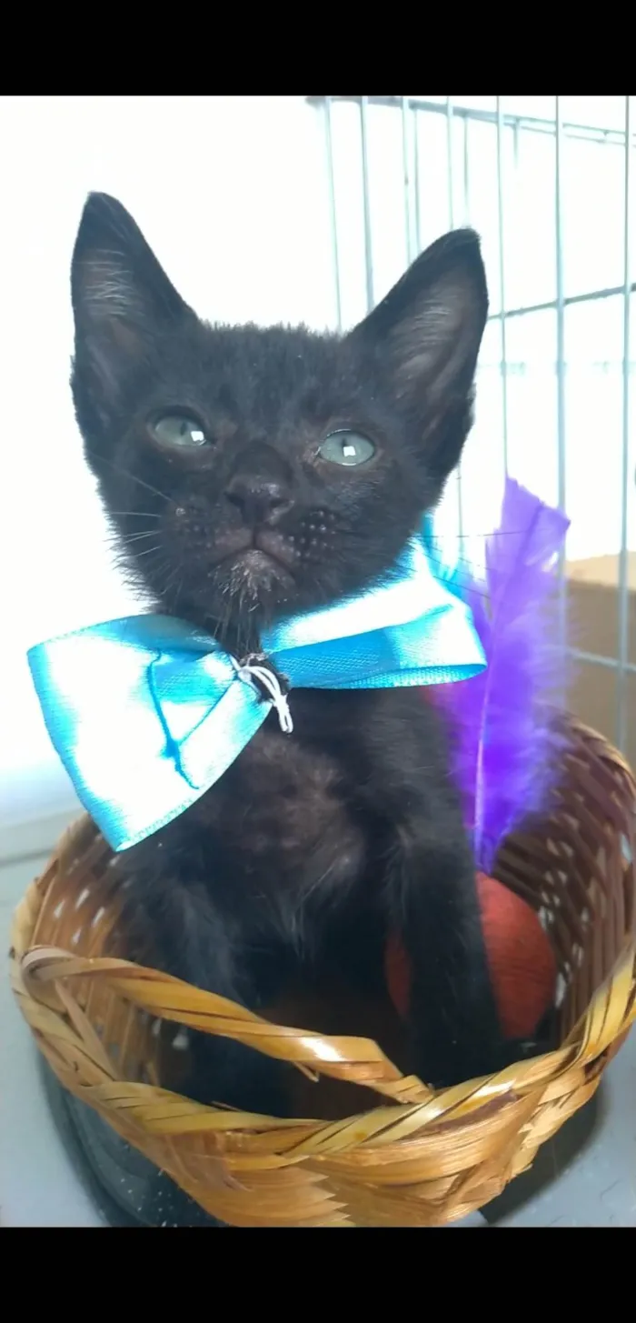 Gato ra a SRD-ViraLata idade 2 a 6 meses nome Chokito 
