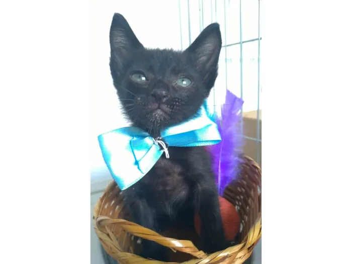 Gato ra a SRD-ViraLata idade 2 a 6 meses nome Chokito 