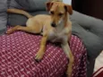 Chaya