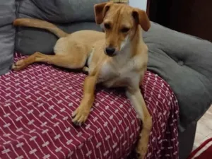 Cachorro raça SRD-ViraLata idade 7 a 11 meses nome Chaya