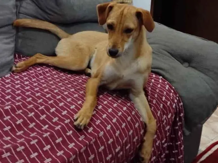Cachorro ra a SRD-ViraLata idade 7 a 11 meses nome Chaya