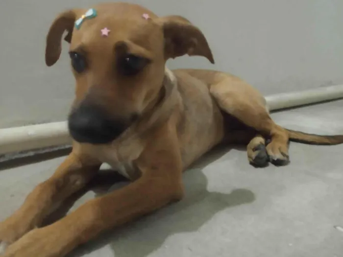 Cachorro ra a SRD-ViraLata idade 7 a 11 meses nome Amora