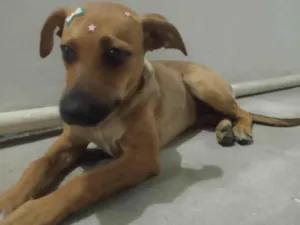 Cachorro raça SRD-ViraLata idade 7 a 11 meses nome Amora