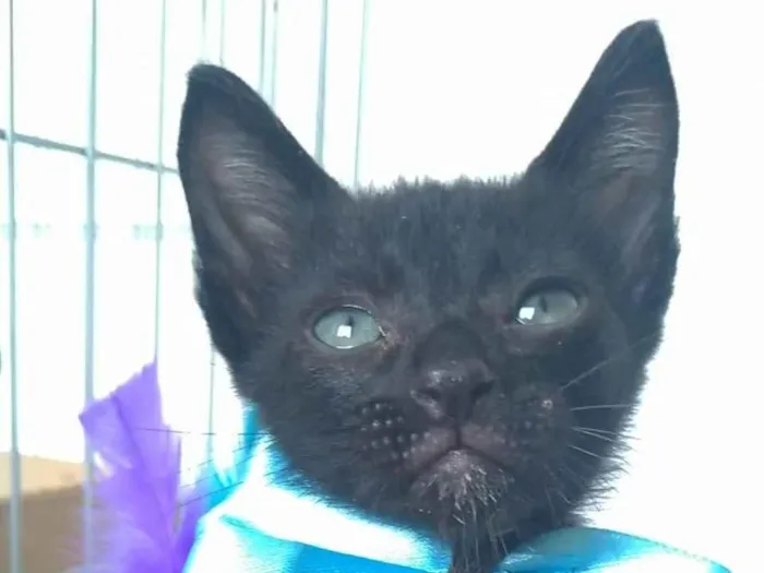 Gato ra a SRD-ViraLata idade 2 a 6 meses nome Chokito 
