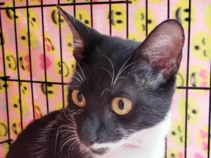 Gato raça SRD-ViraLata idade 7 a 11 meses nome Felícia