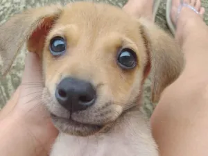Cachorro raça SRD-ViraLata idade 2 a 6 meses nome Bob 