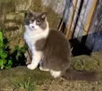 Maravilhosa Cinza