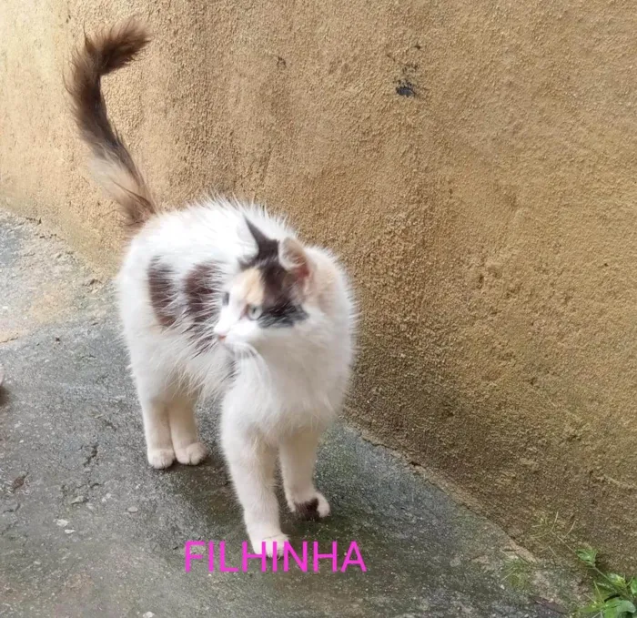 Gato ra a SRD-ViraLata idade 1 ano nome Filhinha 