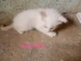 Docinho
