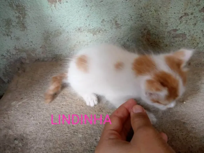 Cachorro ra a SRD-ViraLata idade Abaixo de 2 meses nome Lindinha 