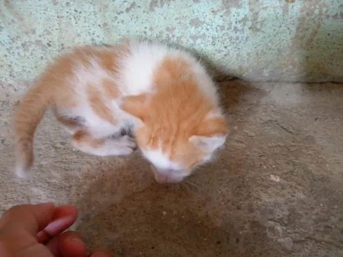 Gato ra a SRD-ViraLata idade Abaixo de 2 meses nome Florzinha 
