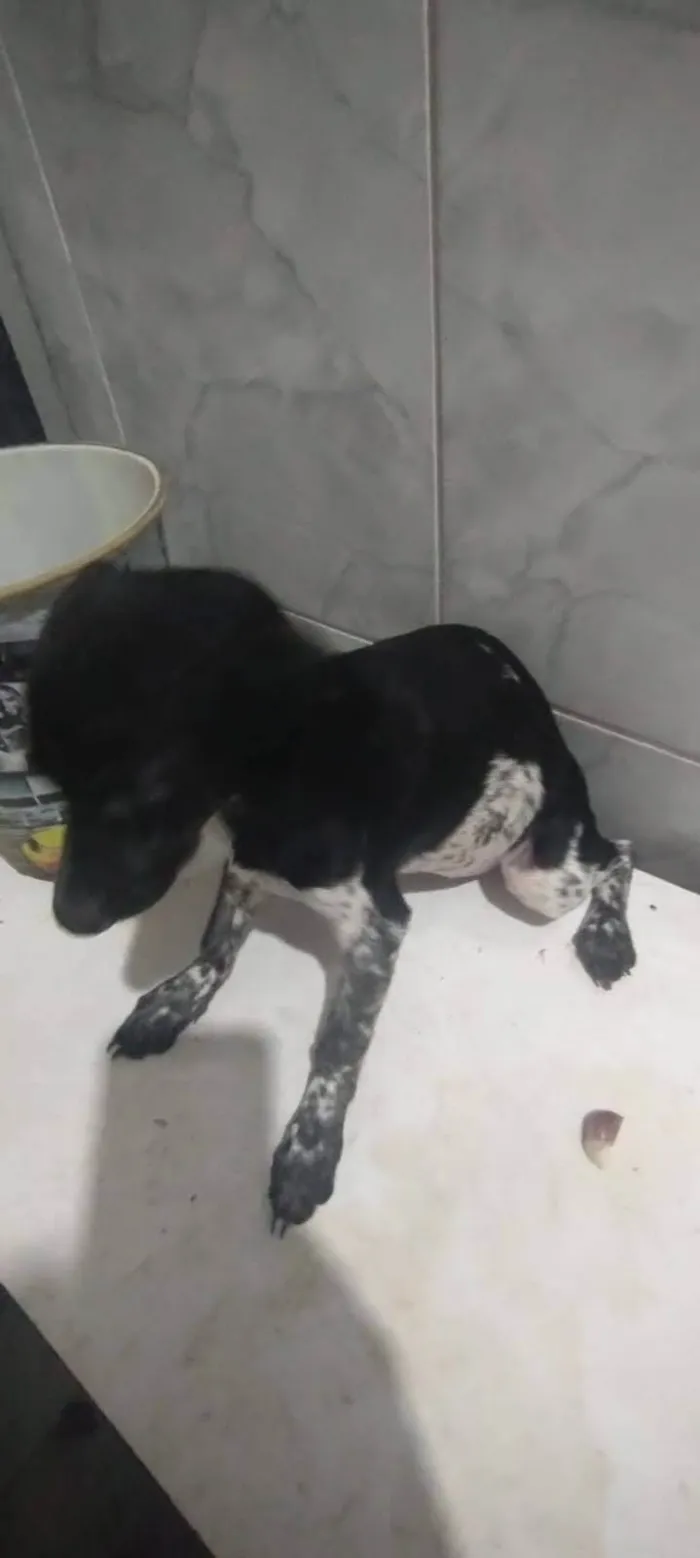 Cachorro ra a SRD-ViraLata idade 2 a 6 meses nome Minnie