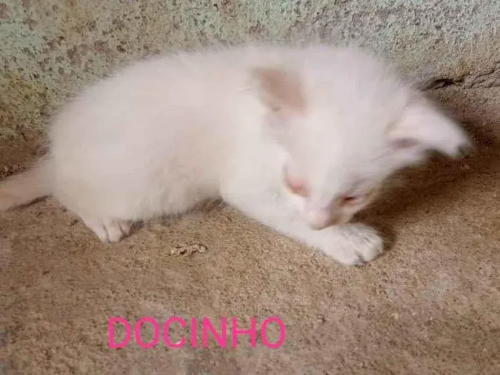 Gato ra a SRD-ViraLata idade Abaixo de 2 meses nome Docinho