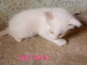 Gato raça SRD-ViraLata idade Abaixo de 2 meses nome Docinho
