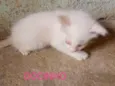 Docinho