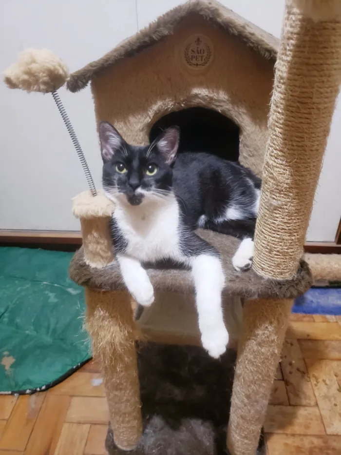 Gato ra a SRD-ViraLata idade 1 ano nome Felícia