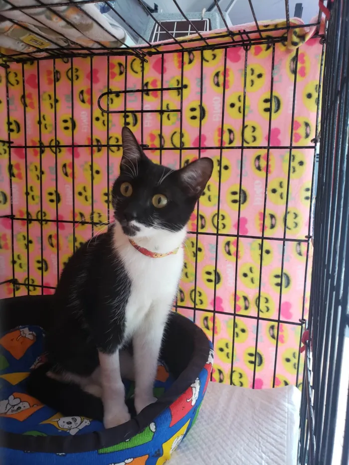 Gato ra a SRD-ViraLata idade 1 ano nome Felícia