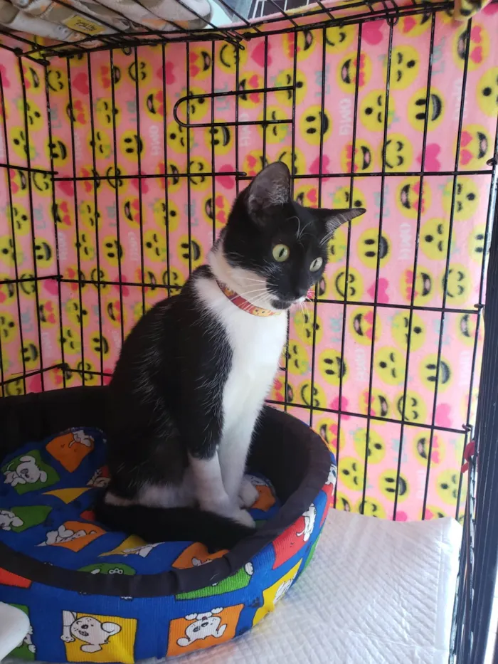 Gato ra a SRD-ViraLata idade 1 ano nome Felícia