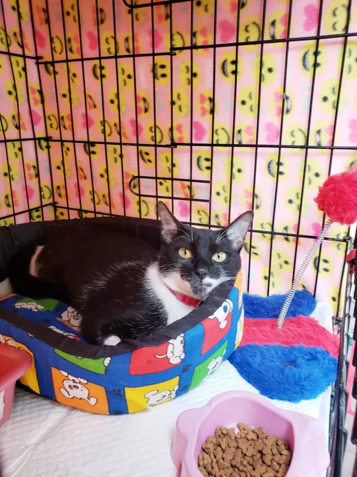 Gato ra a SRD-ViraLata idade 1 ano nome Felícia