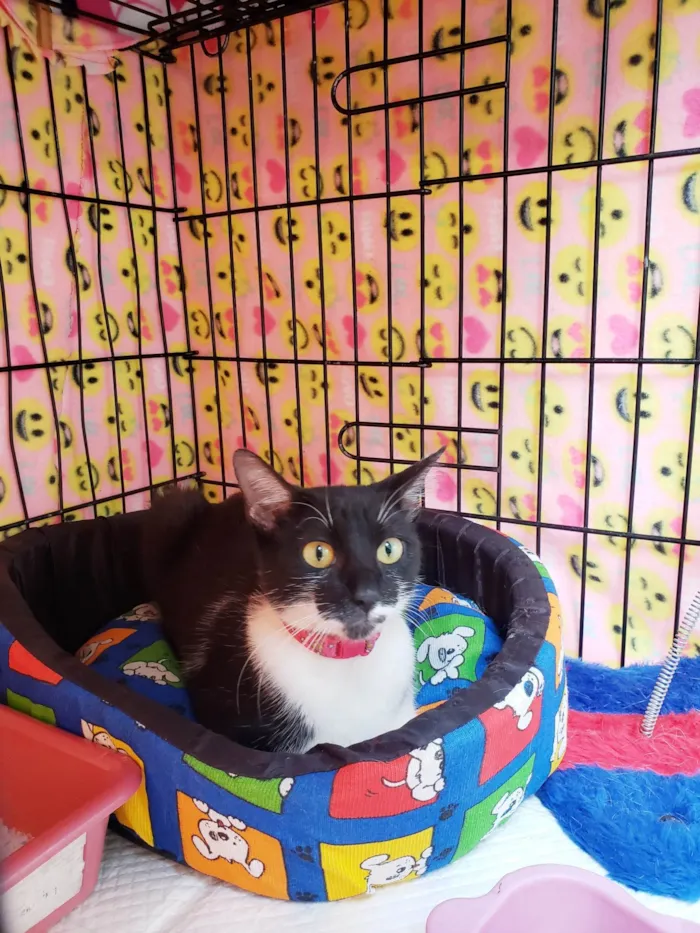 Gato ra a SRD-ViraLata idade 1 ano nome Felícia