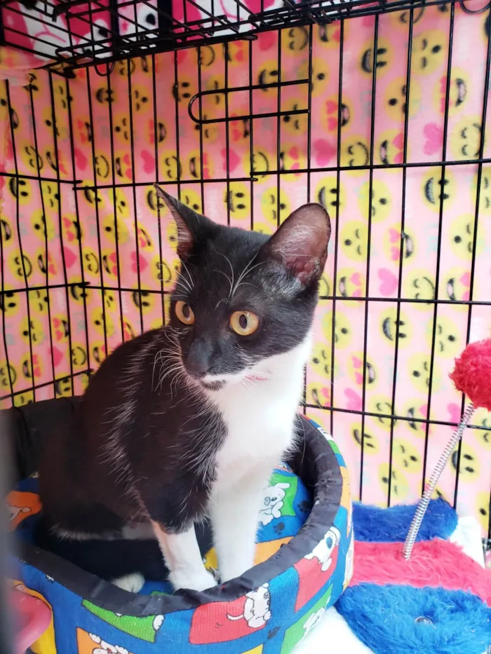 Gato ra a SRD-ViraLata idade 1 ano nome Felícia
