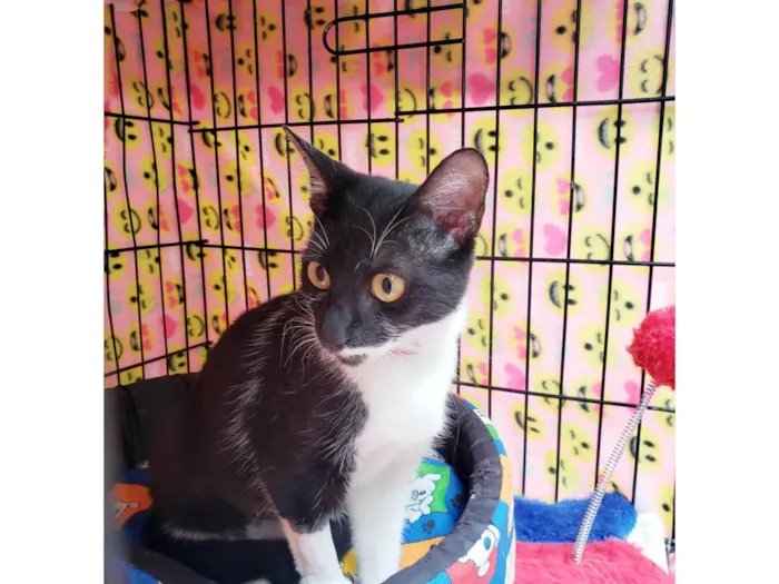 Gato ra a SRD-ViraLata idade 1 ano nome Felícia