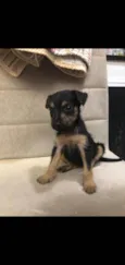 Amora