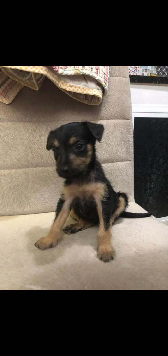 Cachorro ra a Srd idade Abaixo de 2 meses nome Amora