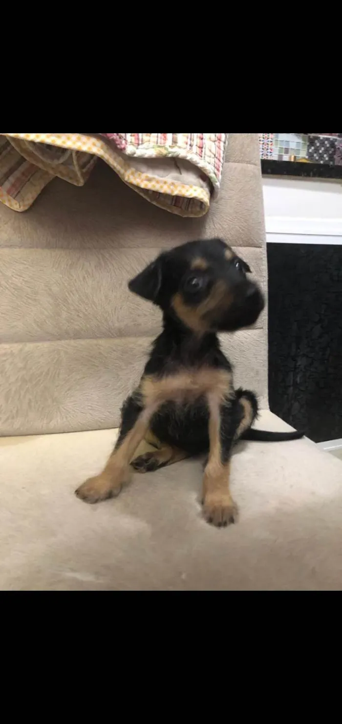 Cachorro ra a Srd idade Abaixo de 2 meses nome Amora