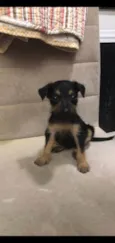 Amora