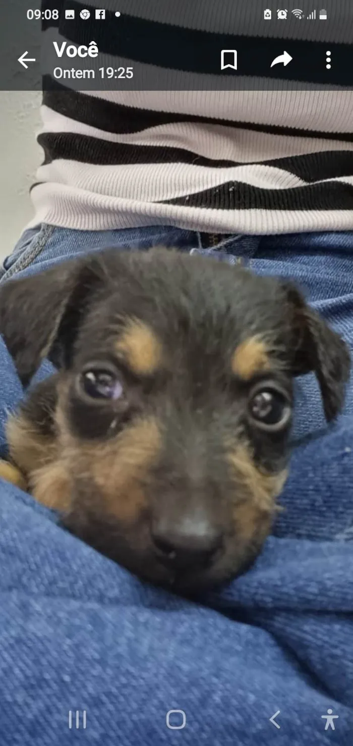 Cachorro ra a Srd idade Abaixo de 2 meses nome Amora