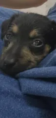 Amora
