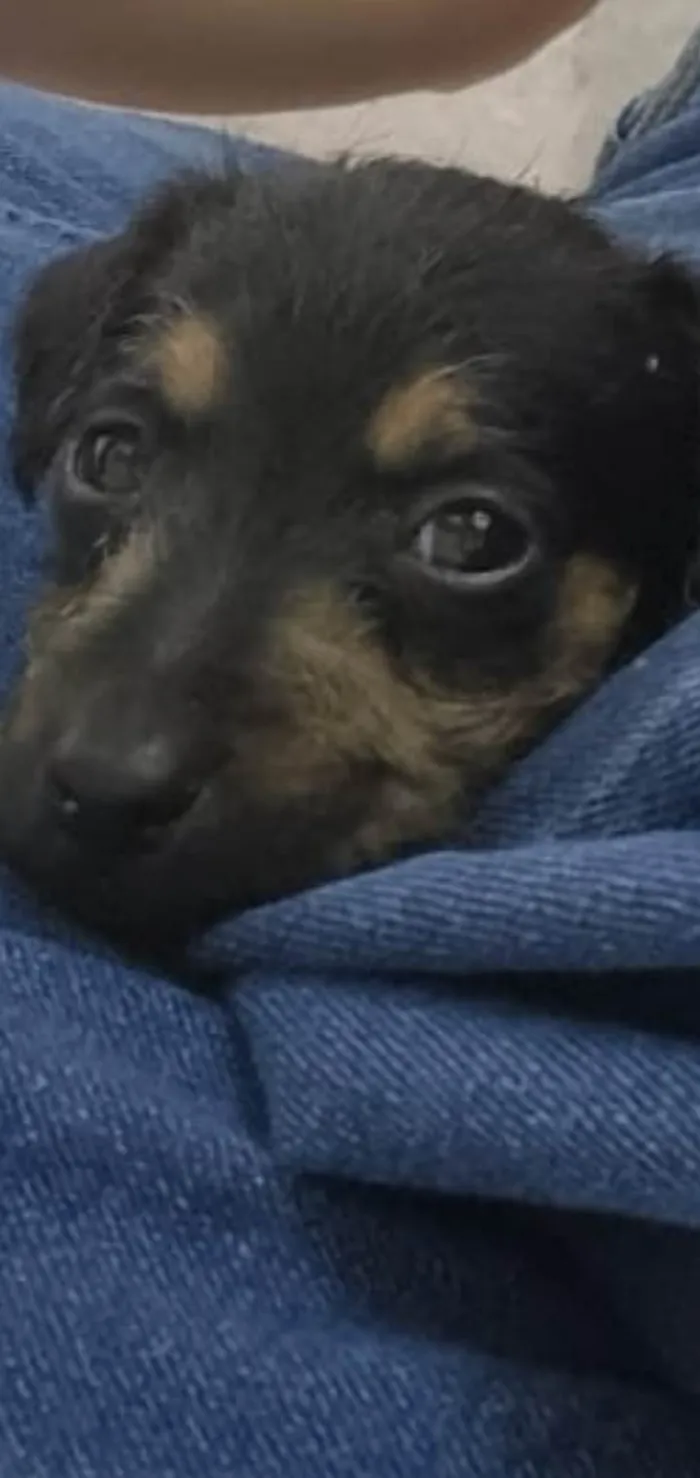 Cachorro ra a Srd idade Abaixo de 2 meses nome Amora