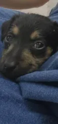 Amora