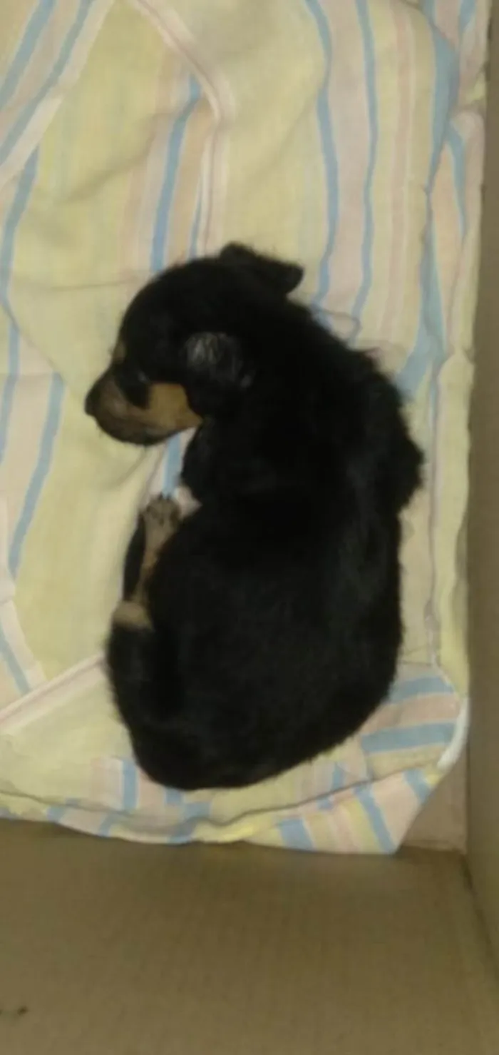 Cachorro ra a Srd idade Abaixo de 2 meses nome Amora