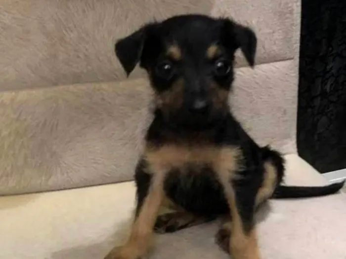 Cachorro ra a Srd idade Abaixo de 2 meses nome Amora