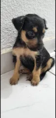 Amora