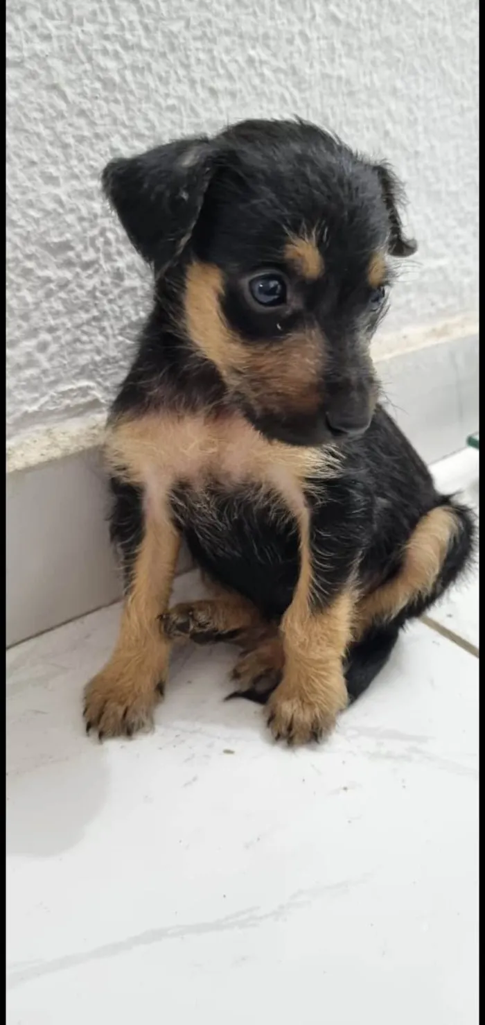 Cachorro ra a Srd idade Abaixo de 2 meses nome Amora
