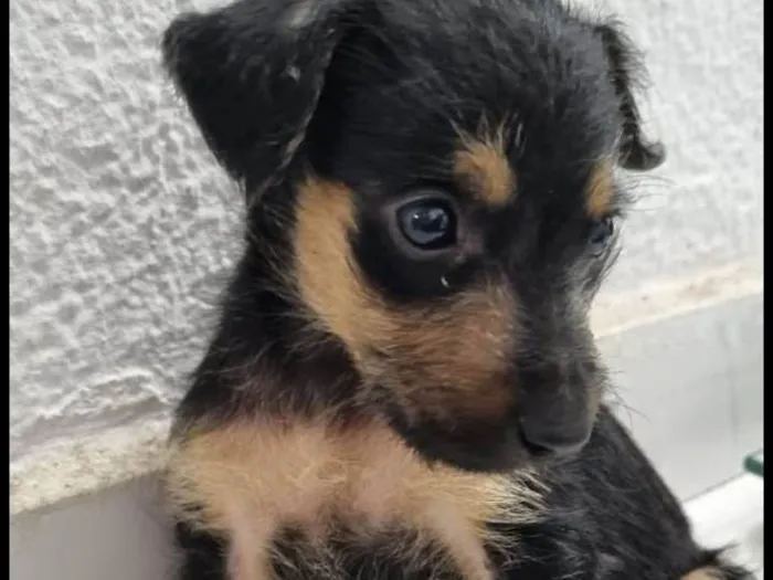 Cachorro ra a Srd idade Abaixo de 2 meses nome Amora
