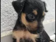 Amora