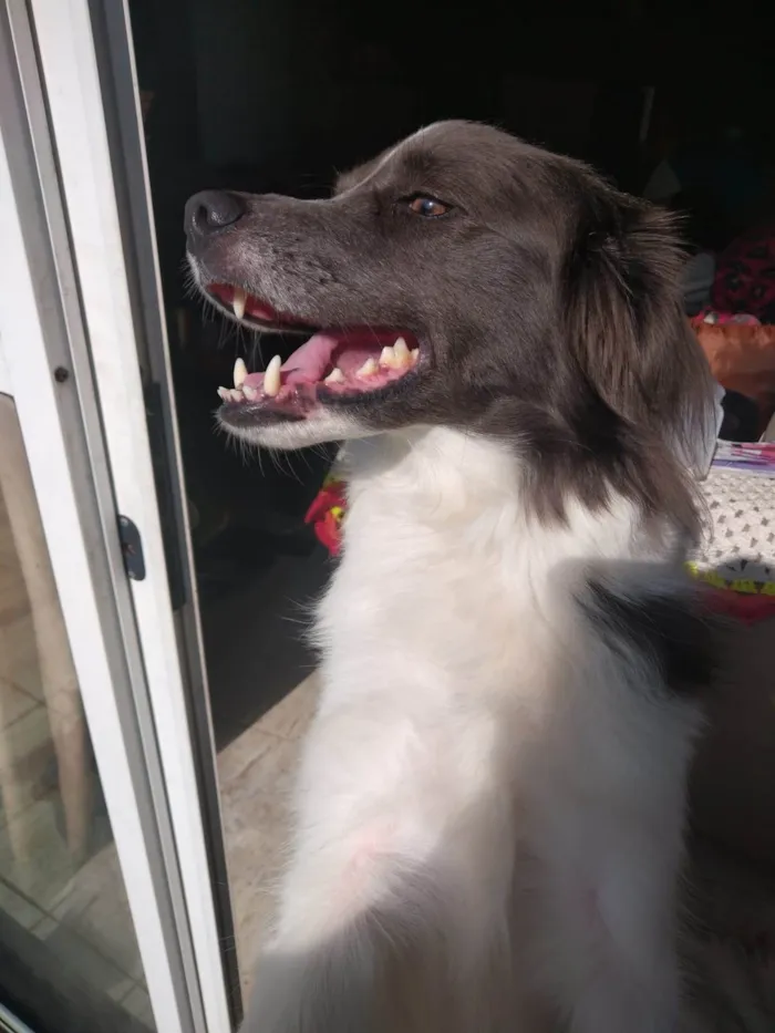 Cachorro ra a SRD-ViraLata idade 3 anos nome Arthemis
