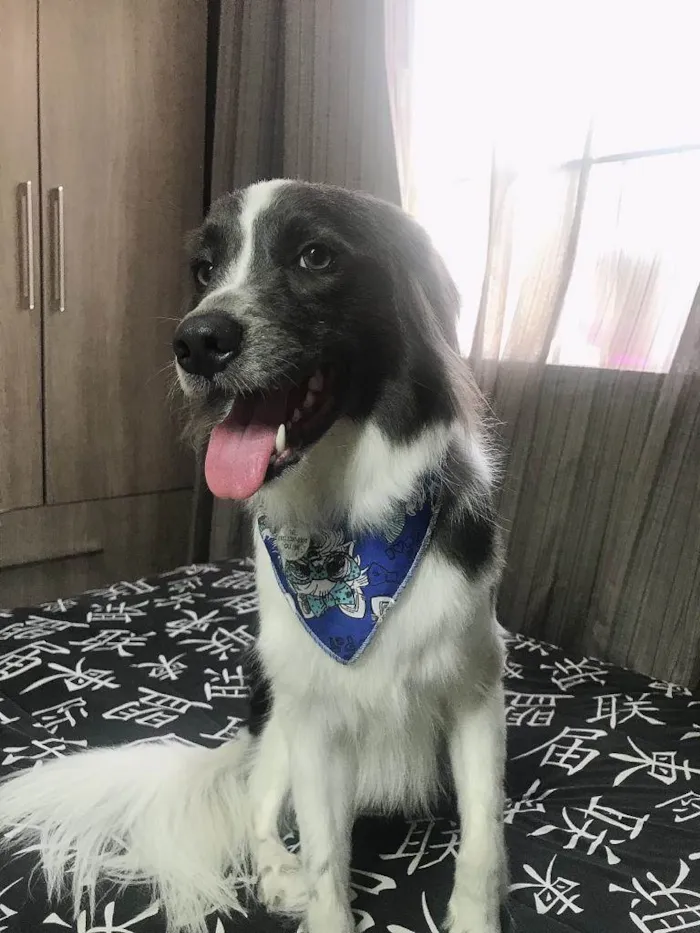 Cachorro ra a SRD-ViraLata idade 3 anos nome Arthemis