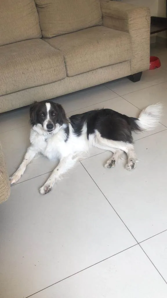 Cachorro ra a SRD-ViraLata idade 3 anos nome Arthemis