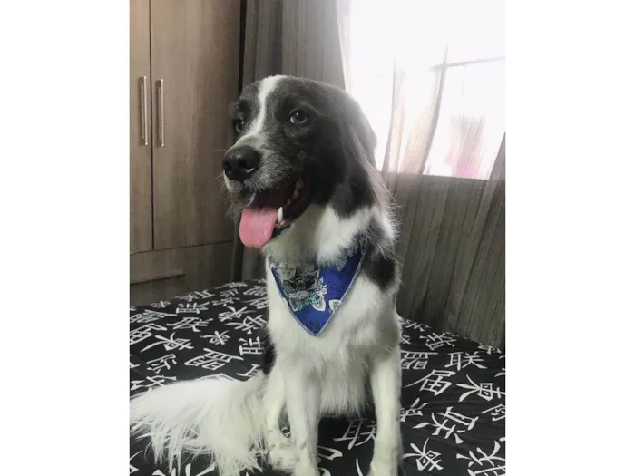 Cachorro ra a SRD-ViraLata idade 3 anos nome Arthemis