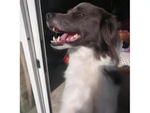 Cachorro raça SRD-ViraLata idade 3 anos nome Arthemis