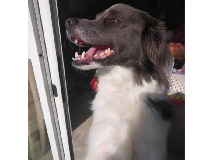 Cachorro ra a SRD-ViraLata idade 3 anos nome Arthemis