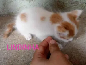 Cachorro raça SRD-ViraLata idade Abaixo de 2 meses nome Lindinha 
