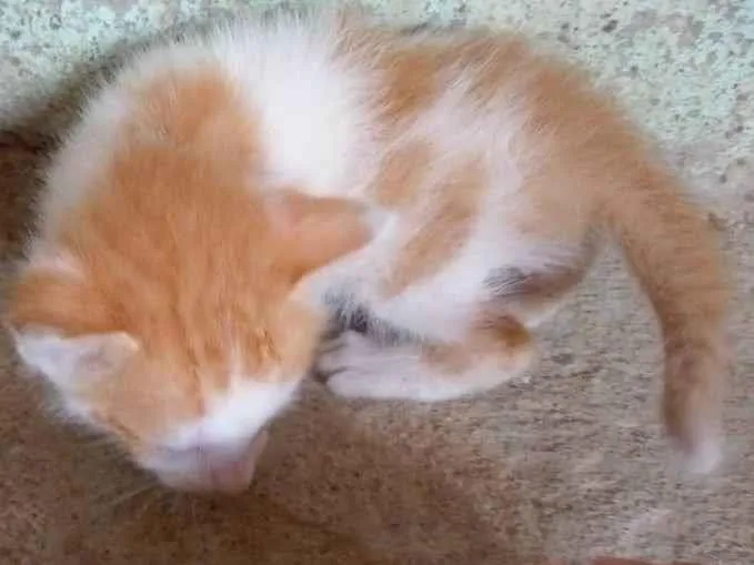 Gato ra a SRD-ViraLata idade Abaixo de 2 meses nome Florzinha 