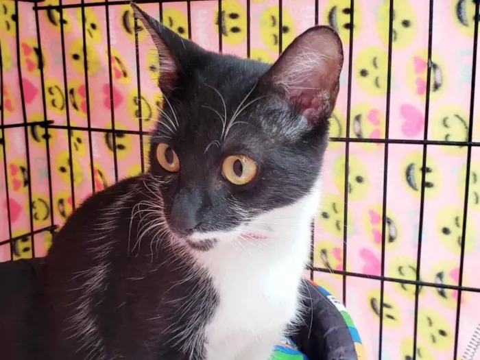 Gato ra a SRD-ViraLata idade 1 ano nome Felícia