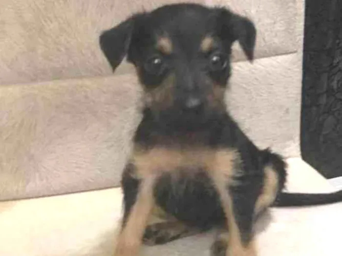 Cachorro ra a Srd idade Abaixo de 2 meses nome Amora